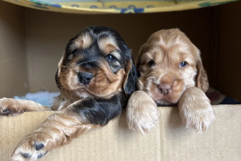 Cocker Spaniel (Show)