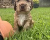 Cocker Spaniel (Show)