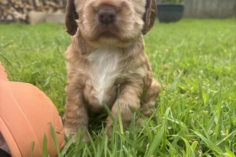 Cocker Spaniel (Show)