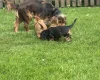 Cocker Spaniel (Show)