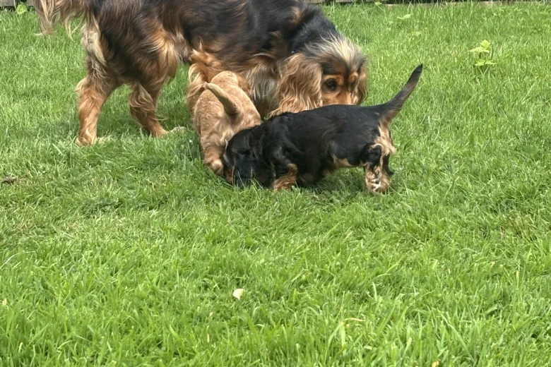 Cocker Spaniel (Show)
