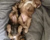 Cocker Spaniel (Show)
