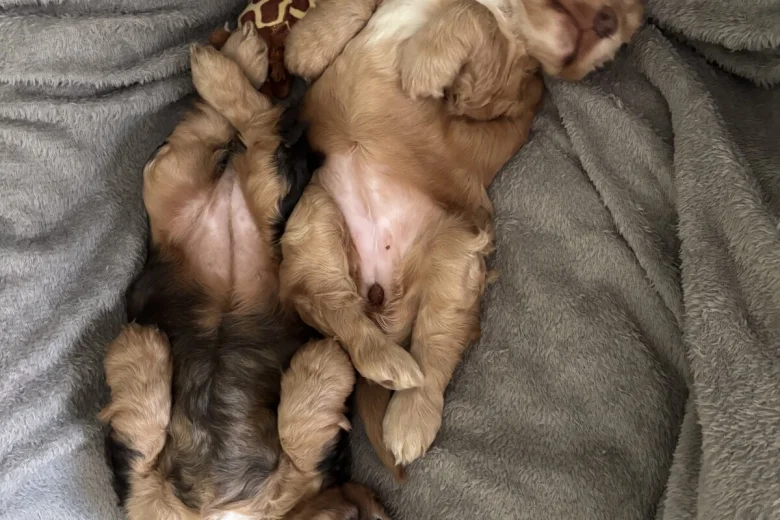 Cocker Spaniel (Show)