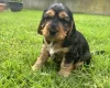 Cocker Spaniel (Show)