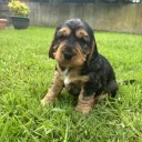 Cocker Spaniel (Show)