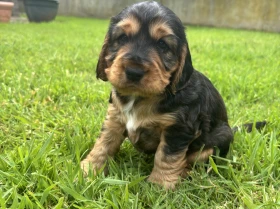 Cocker Spaniel (Show)