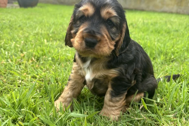 Cocker Spaniel (Show)
