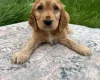 Cocker Spaniel (Show)
