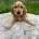 Cocker Spaniel (Show)