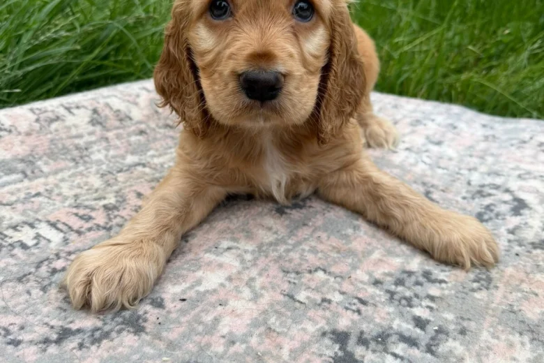 Cocker Spaniel (Show)