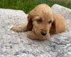 Cocker Spaniel (Show)