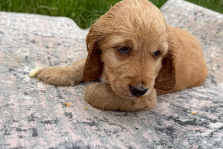 Cocker Spaniel (Show)