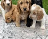 Cocker Spaniel (Show)
