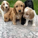 Cocker Spaniel (Show)
