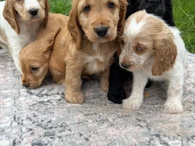 Cocker Spaniel (Show)