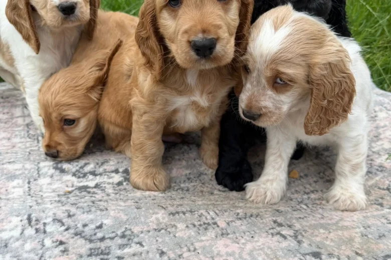 Cocker Spaniel (Show)