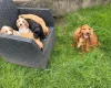 Cocker Spaniel (Show)
