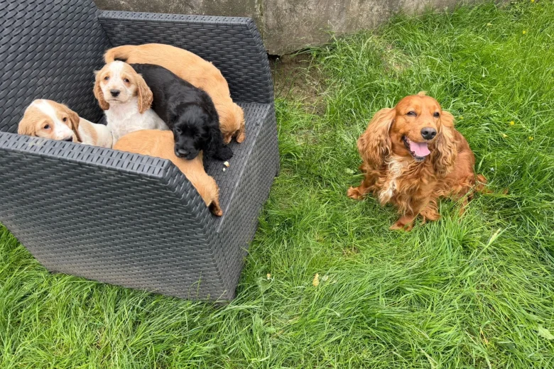 Cocker Spaniel (Show)