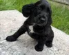 Cocker Spaniel (Show)