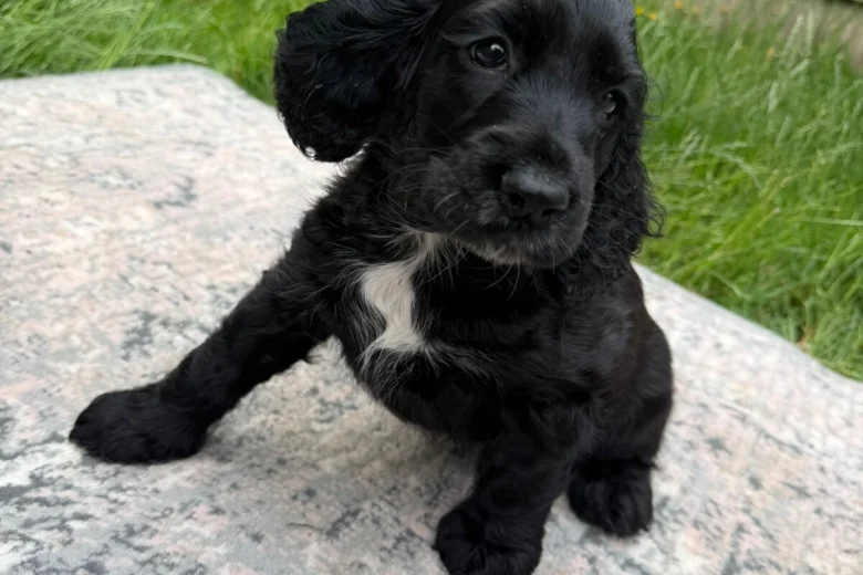 Cocker Spaniel (Show)