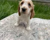 Cocker Spaniel (Show)