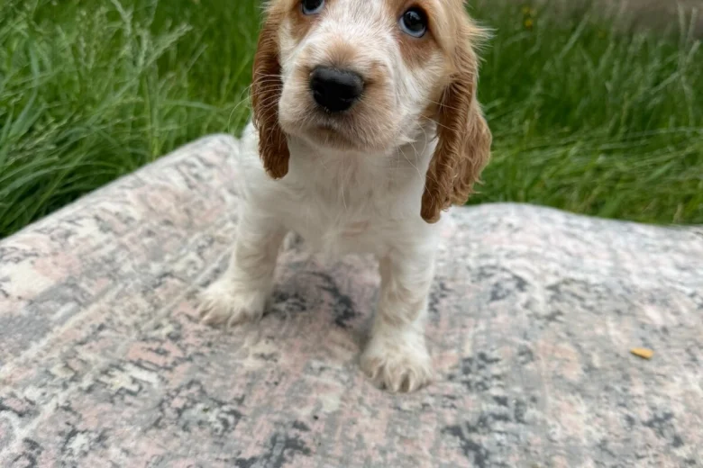 Cocker Spaniel (Show)