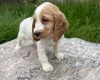 Cocker Spaniel (Show)