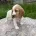 Cocker Spaniel (Show)