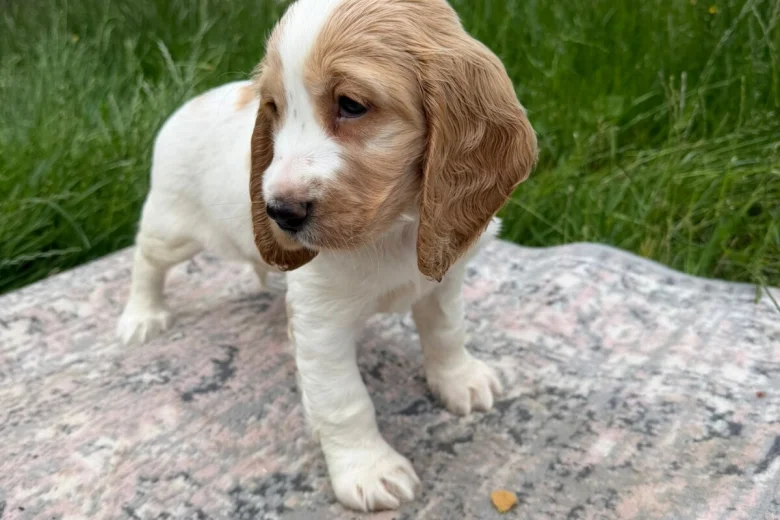 Cocker Spaniel (Show)