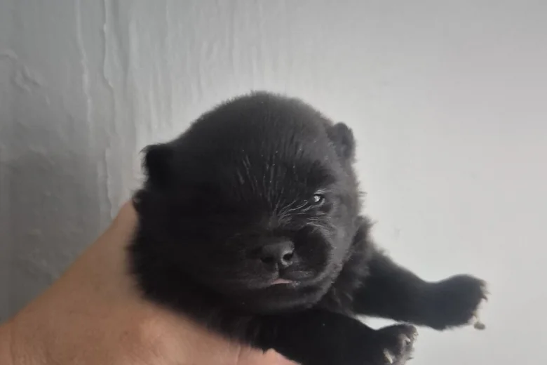 Pomeranian