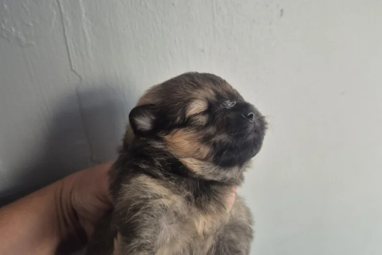 Pomeranian