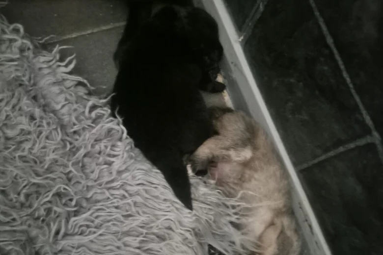 Pomeranian
