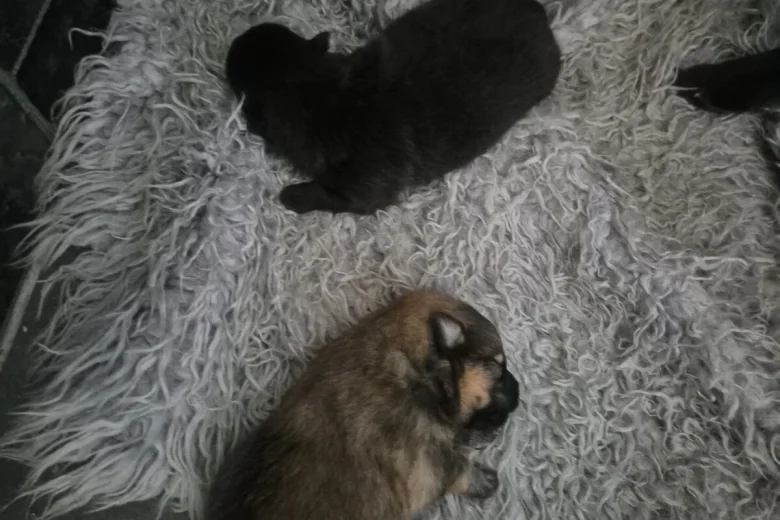 Pomeranian