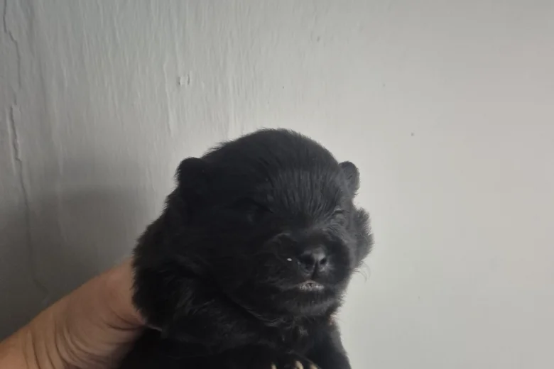 Pomeranian