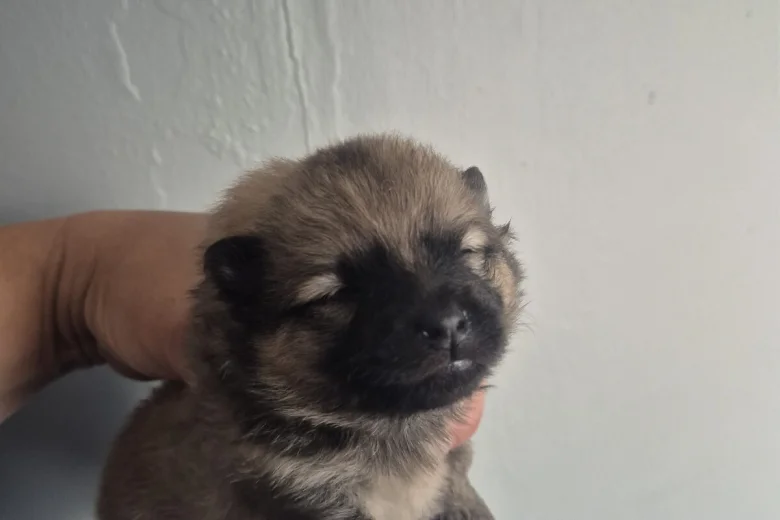 Pomeranian