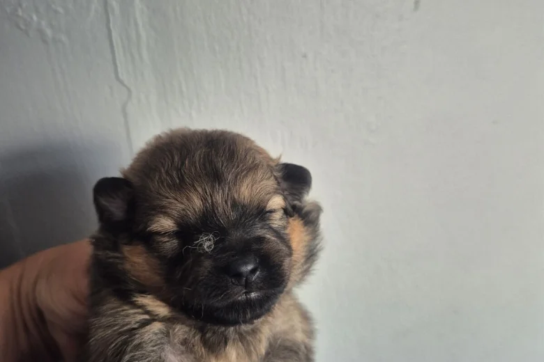 Pomeranian