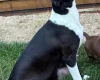 Lurcher