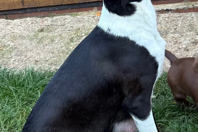 Lurcher