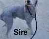 Lurcher