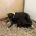Lurcher