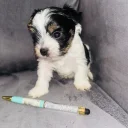 Biewer Terrier