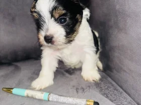 Biewer Terrier