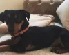 Jack Russell