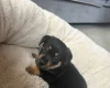 Jack Russell