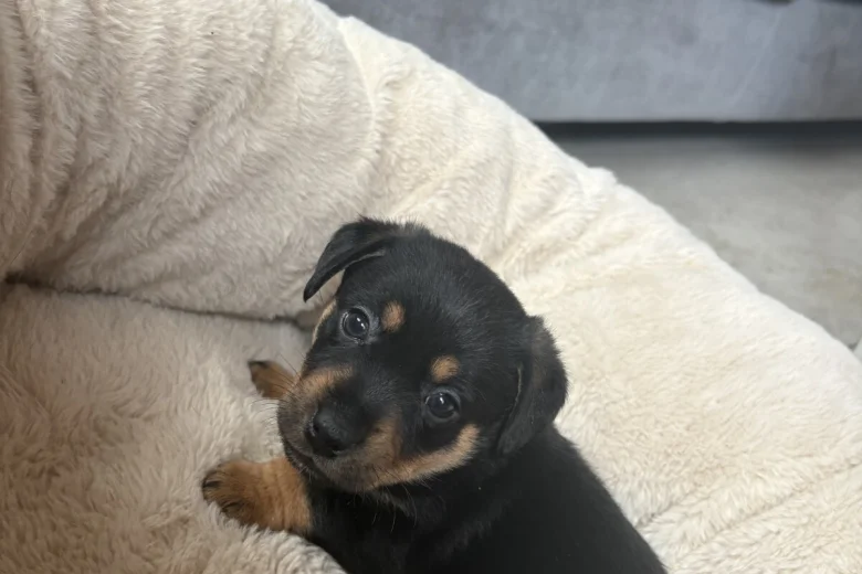 Jack Russell