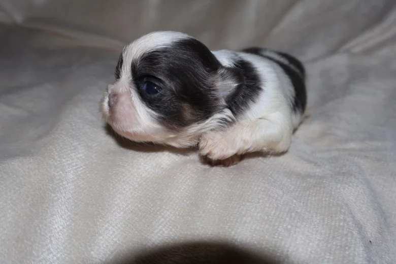 Shih Tzu