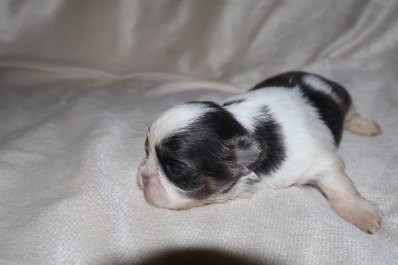 Shih Tzu