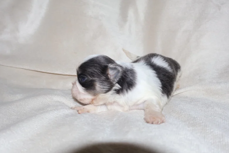 Shih Tzu