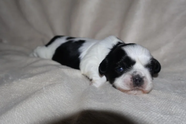 Shih Tzu