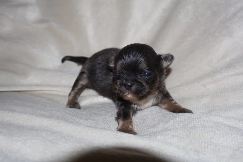 Shih Tzu